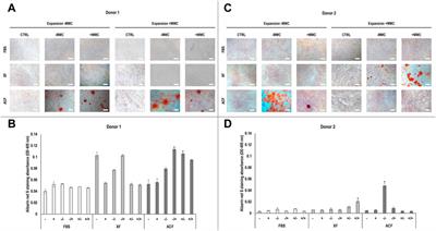 Macromolecular crowding in animal component-free, xeno-free and foetal bovine serum media for human bone marrow mesenchymal stromal cell expansion and differentiation